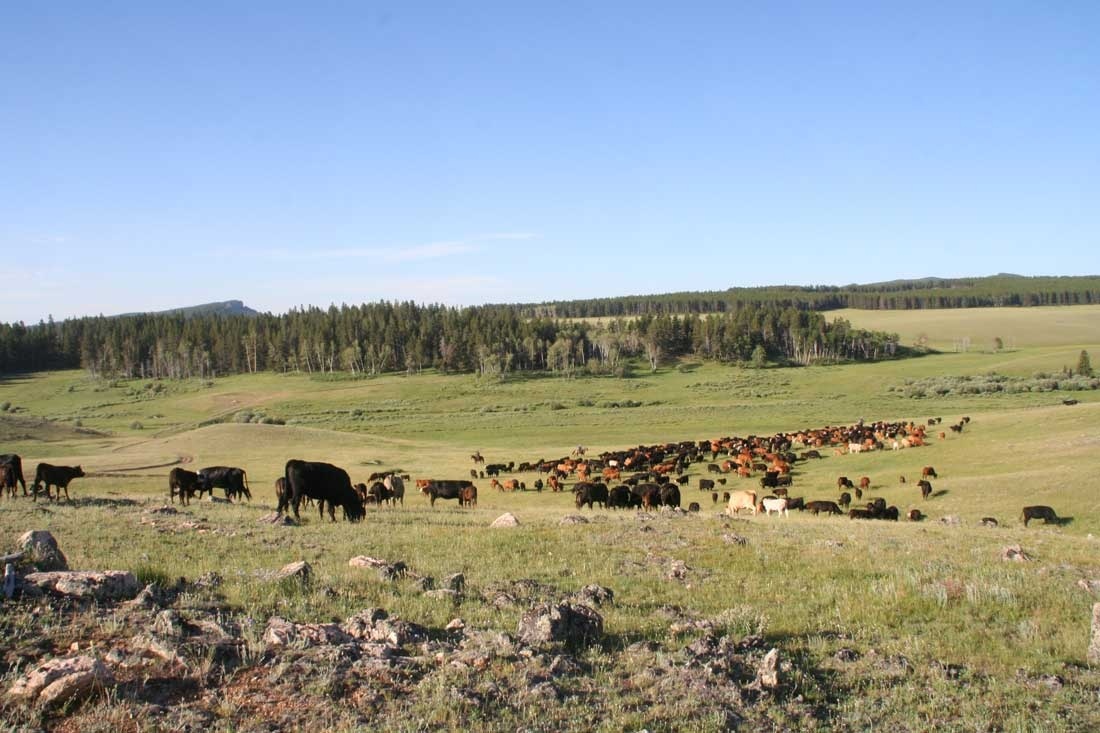 herd-cattle-klondike-ranch-wyoming